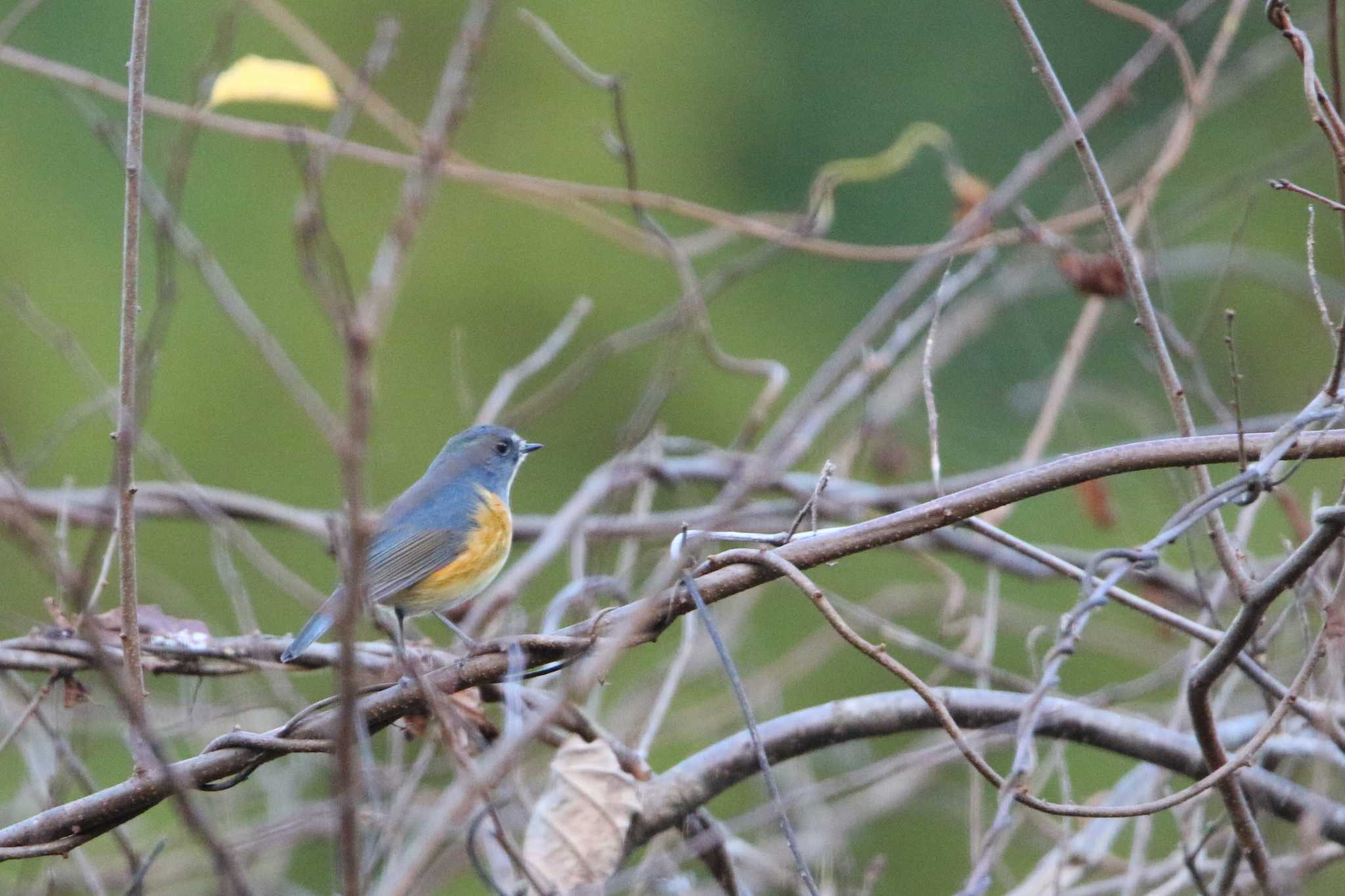 Red-flanked Bluetail