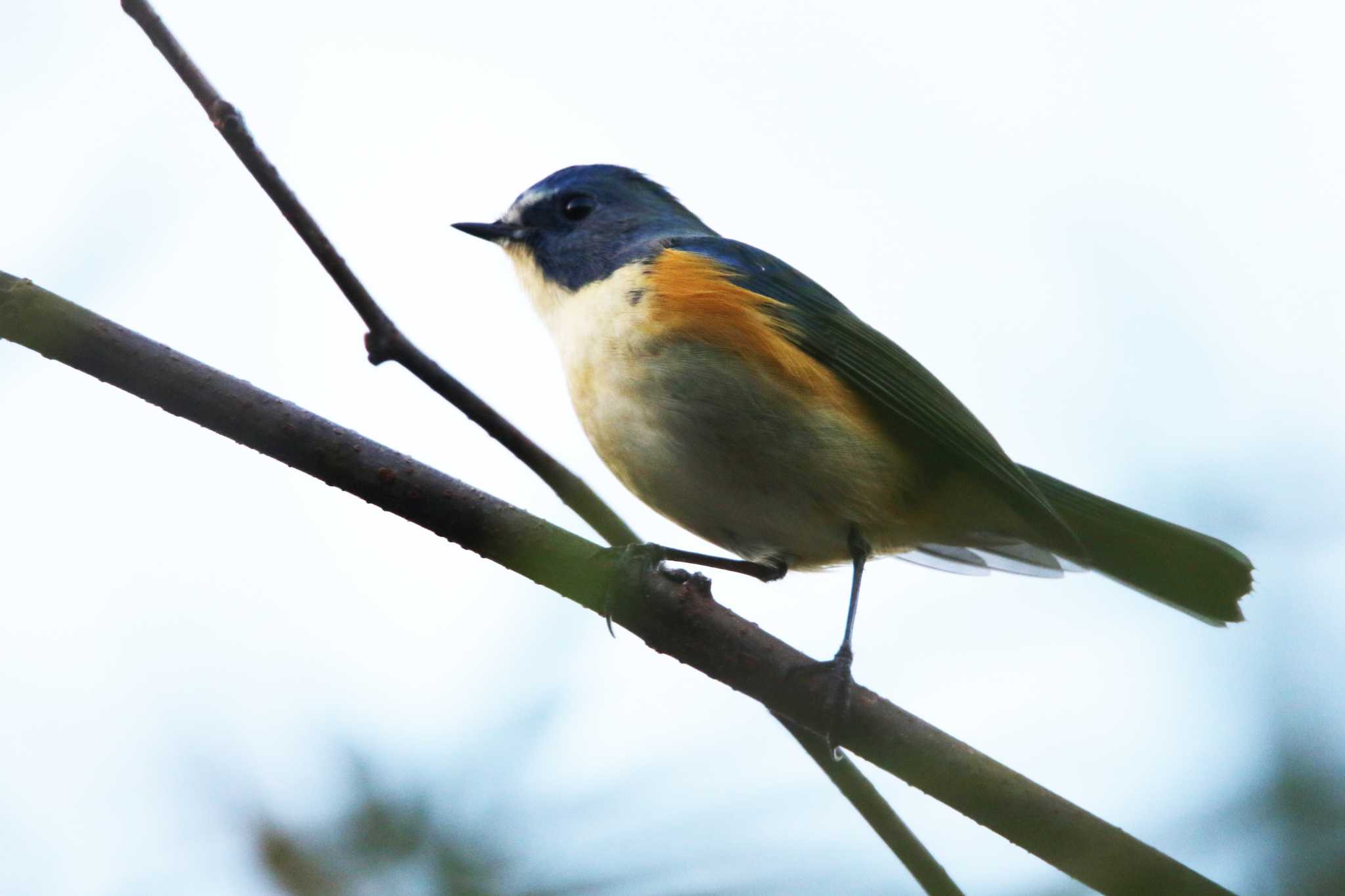 Red-flanked Bluetail