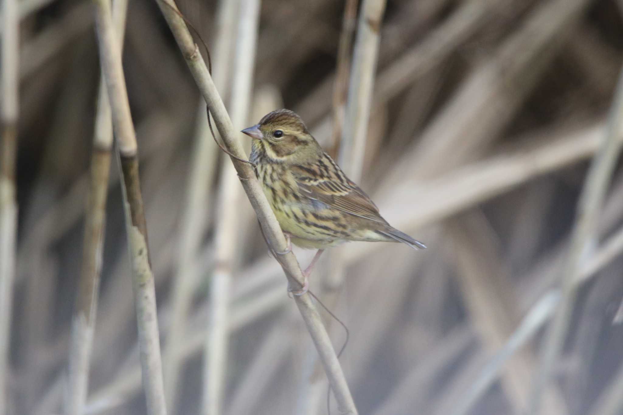 Masked Bunting