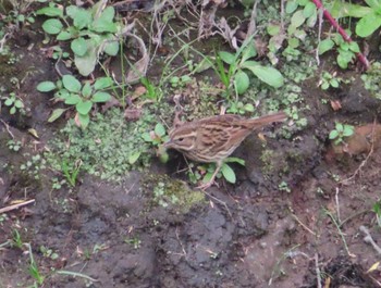 2020年11月29日(日) 境川(境橋付近)の野鳥観察記録