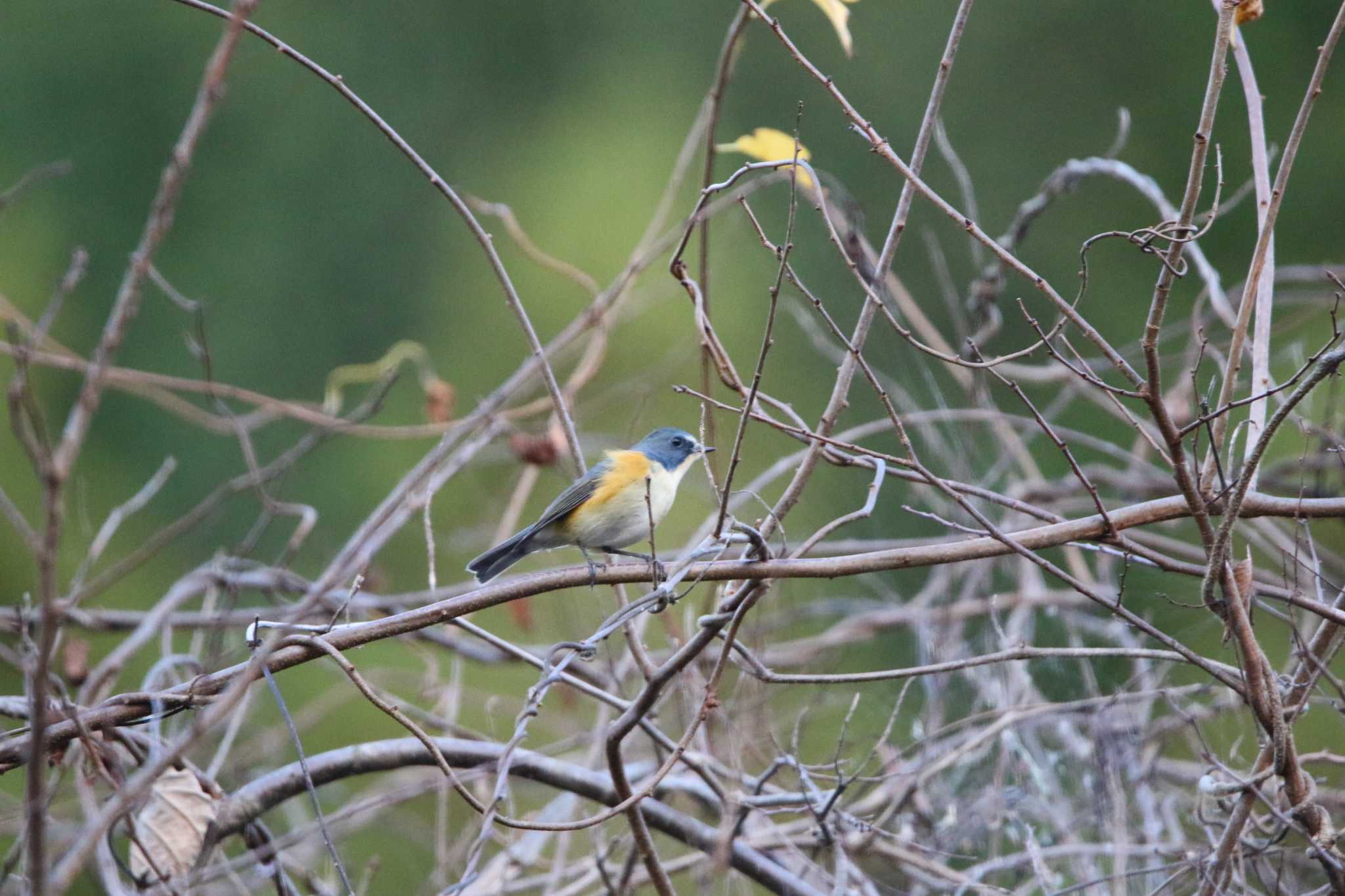 Red-flanked Bluetail