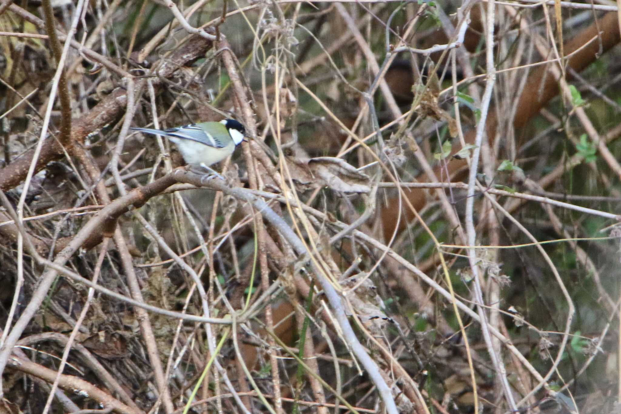 Japanese Tit