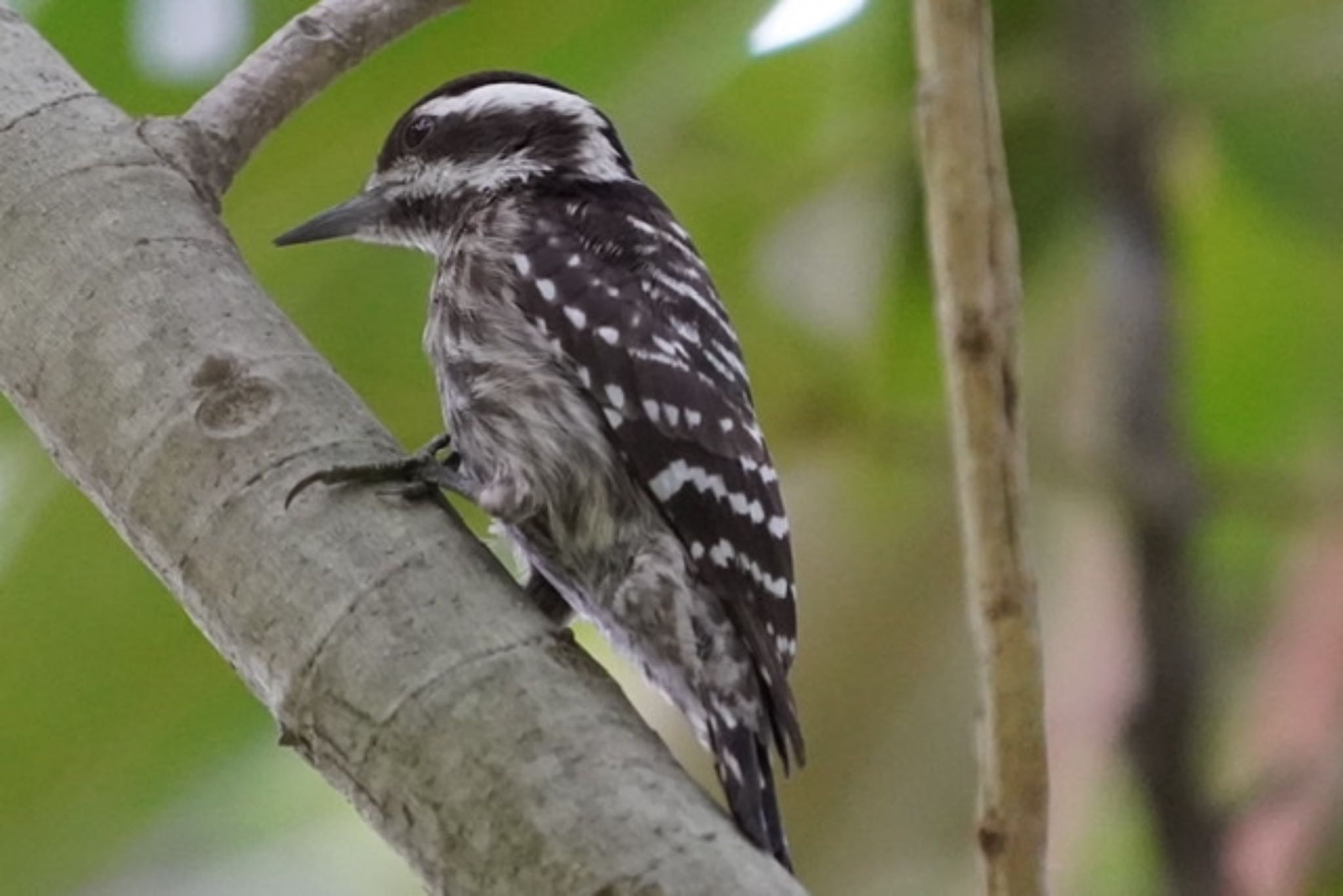 Sunda Pygmy Woodpecker