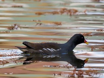 Common Moorhen 甲陽園新池 Sun, 11/29/2020