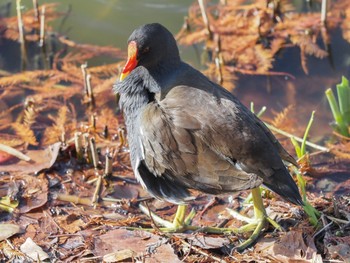 Common Moorhen 西宮市甲陽園新池 Sun, 11/29/2020