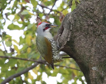 Japanese Green Woodpecker 横浜市 Sun, 11/29/2020