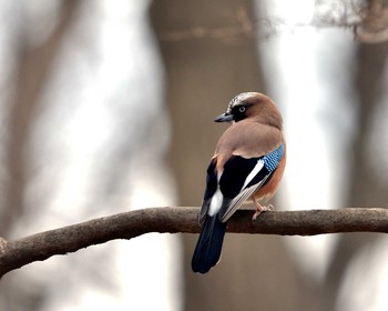 Eurasian Jay Mine Park Sun, 3/27/2016