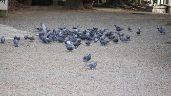 カワラバト 大宮公園 2020年11月29日(日)