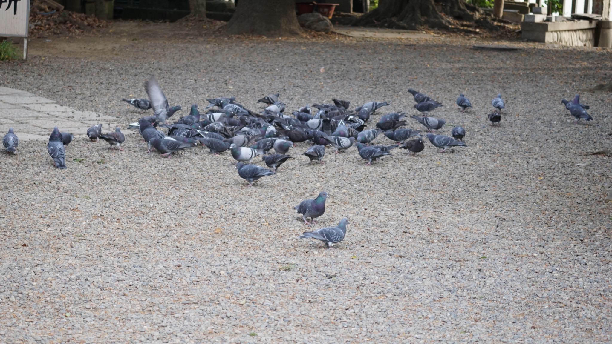 大宮公園 カワラバトの写真 by ツピ太郎