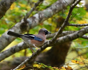 Eurasian Jay Unknown Spots Sun, 10/23/2016