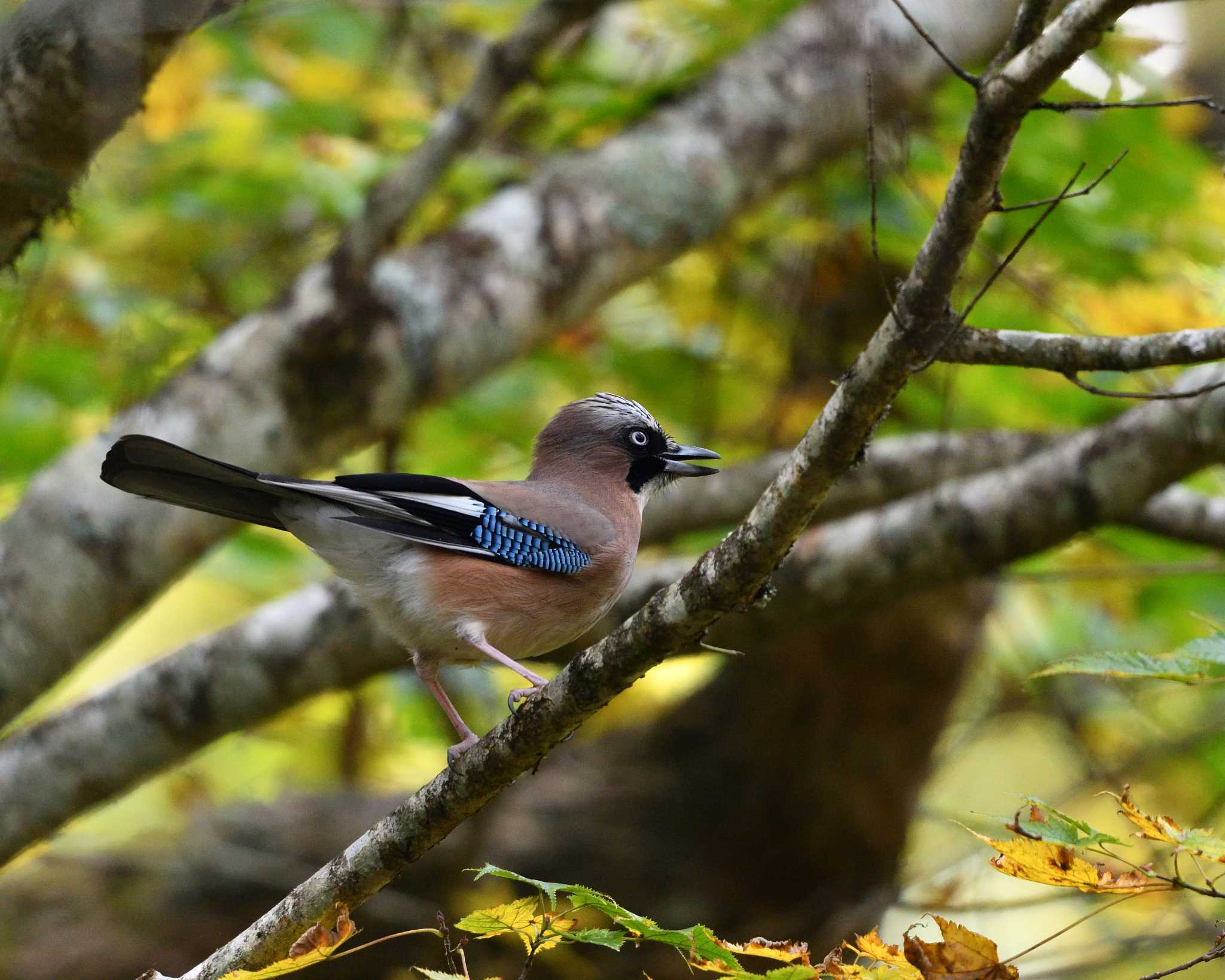 Photo of Eurasian Jay at  by ちびすけ