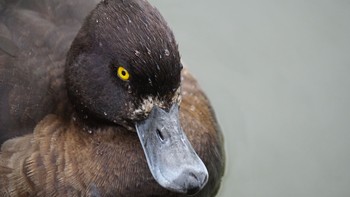 2020年11月29日(日) 大宮公園の野鳥観察記録