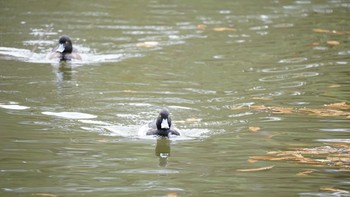 キンクロハジロ 大宮公園 2020年11月29日(日)