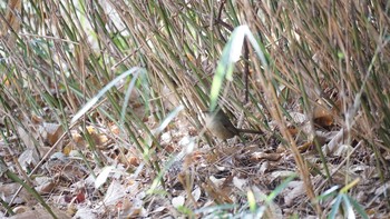 ウグイス 大宮公園 2020年11月29日(日)