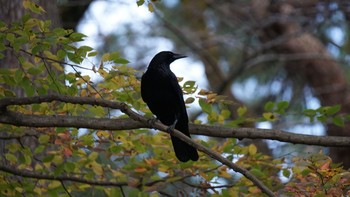 ハシボソガラス 大宮公園 2020年11月29日(日)