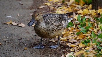 オナガガモ 大宮公園 2020年11月29日(日)