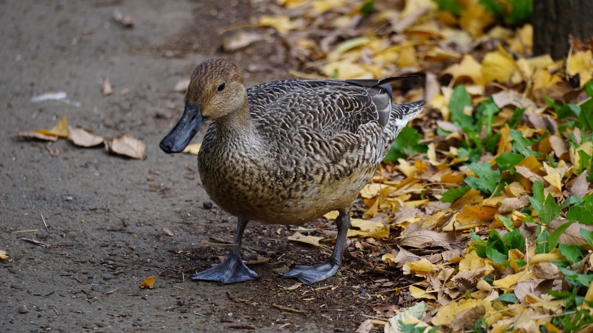 大宮公園 オナガガモの写真 by ツピ太郎