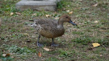 オナガガモ 大宮公園 2020年11月29日(日)