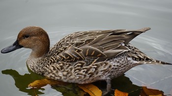 オナガガモ 大宮公園 2020年11月29日(日)