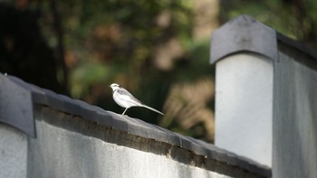 ハクセキレイ 大宮公園 2020年11月29日(日)