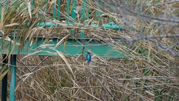 カワセミ 大宮公園 2020年11月29日(日)