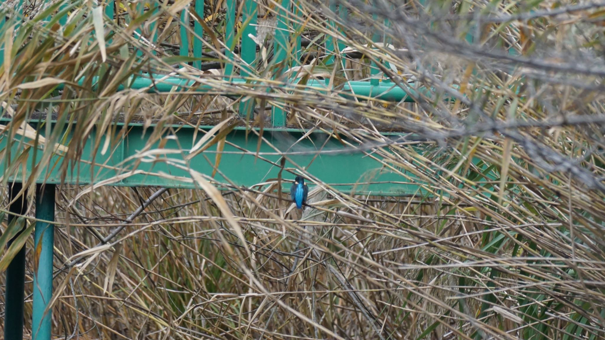 カワセミ