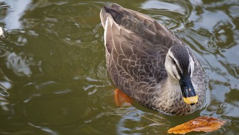 カルガモ 大宮公園 2020年11月29日(日)