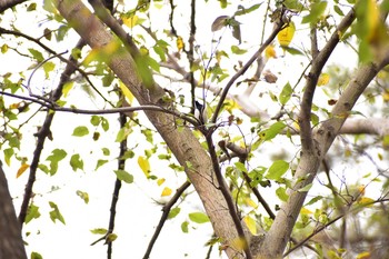 2020年11月29日(日) 大宮公園の野鳥観察記録