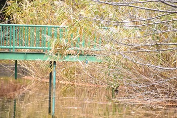 カワセミ 大宮公園 2020年11月29日(日)