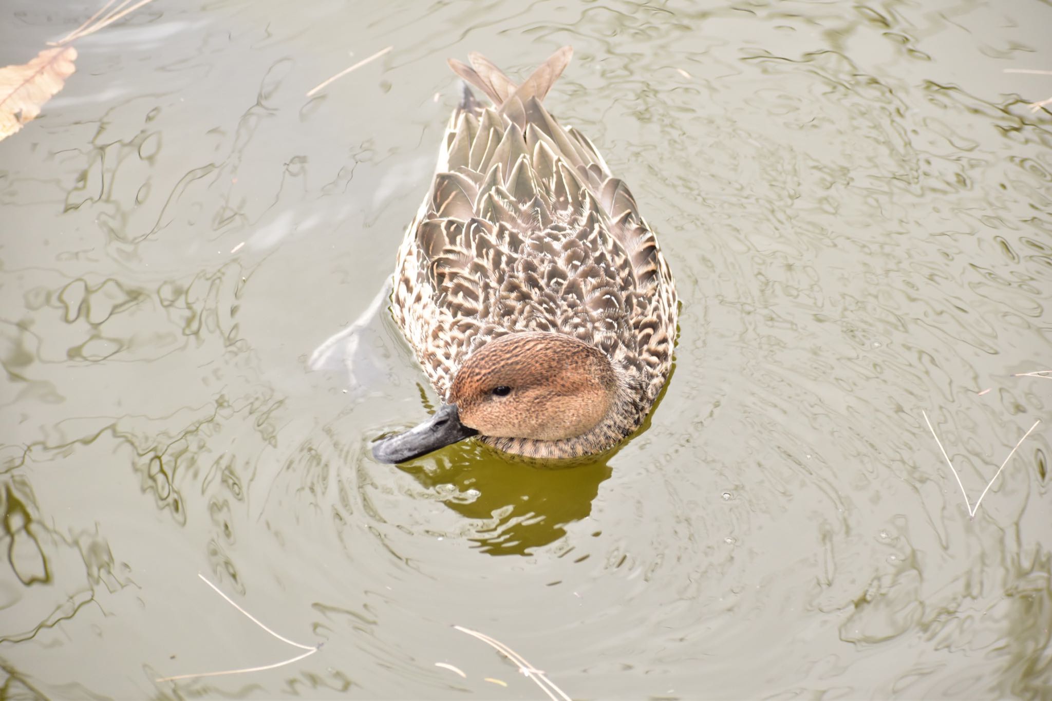 大宮公園 オナガガモの写真 by 鳥散歩