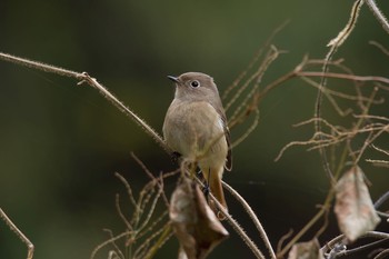 ジョウビタキ 早戸川林道 2016年10月24日(月)