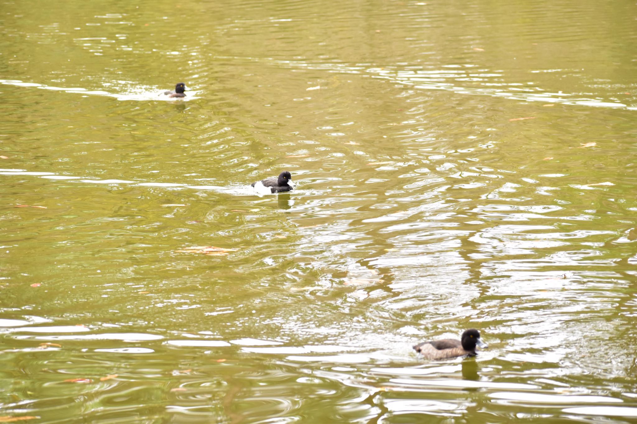 大宮公園 キンクロハジロの写真 by 鳥散歩