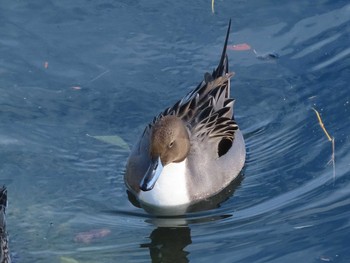 オナガガモ 豊橋総合動植物公園 2020年11月28日(土)