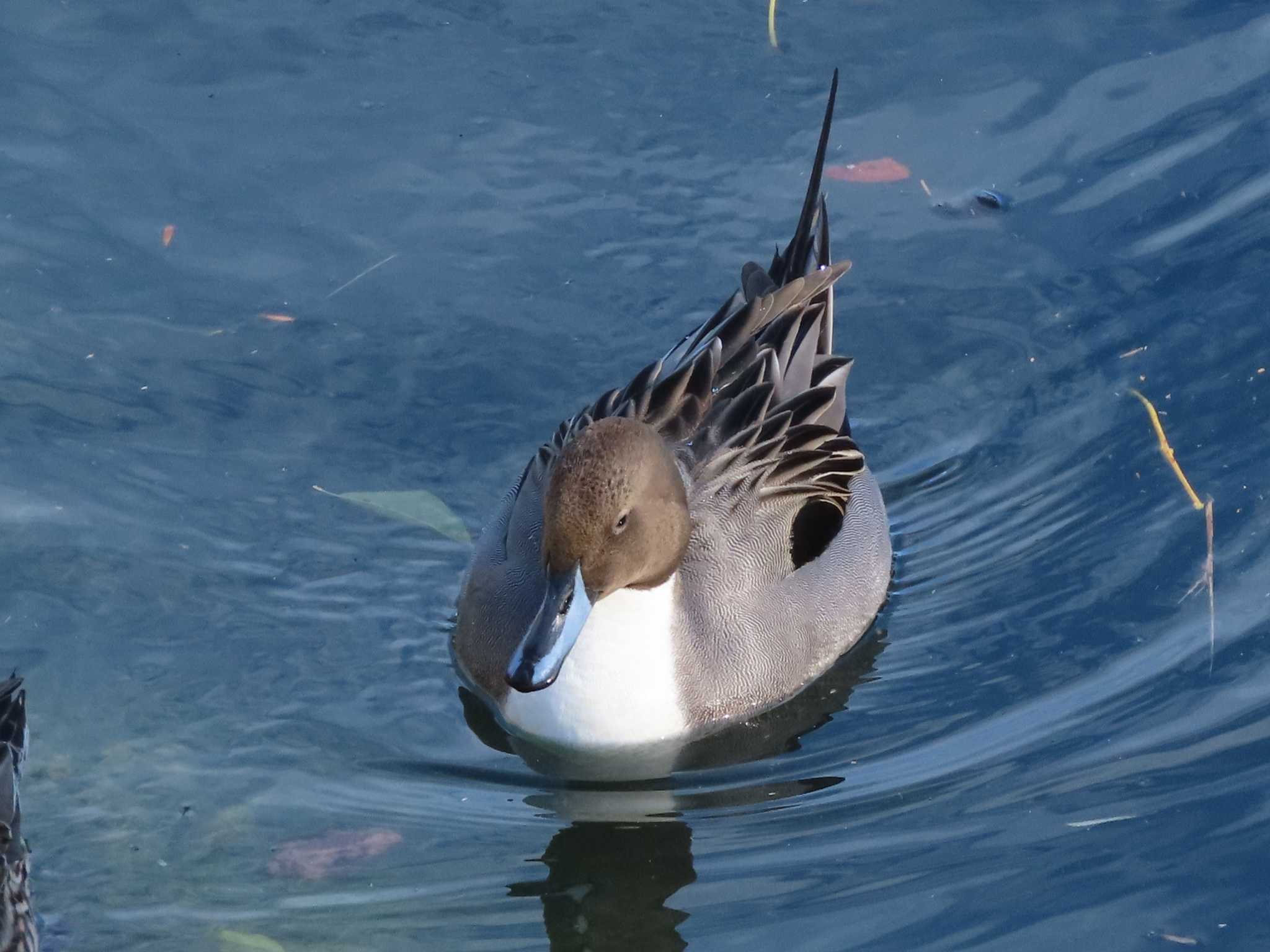 豊橋総合動植物公園 オナガガモの写真 by orca