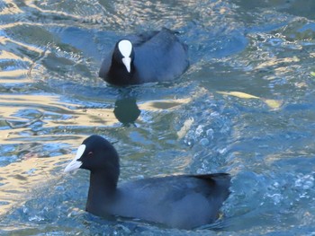 オオバン 豊橋総合動植物公園 2020年11月28日(土)