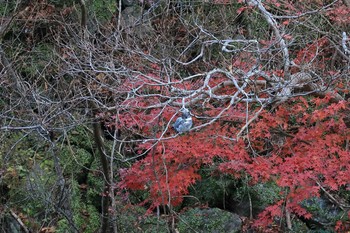 ヤマセミ 兵庫県 2020年11月29日(日)