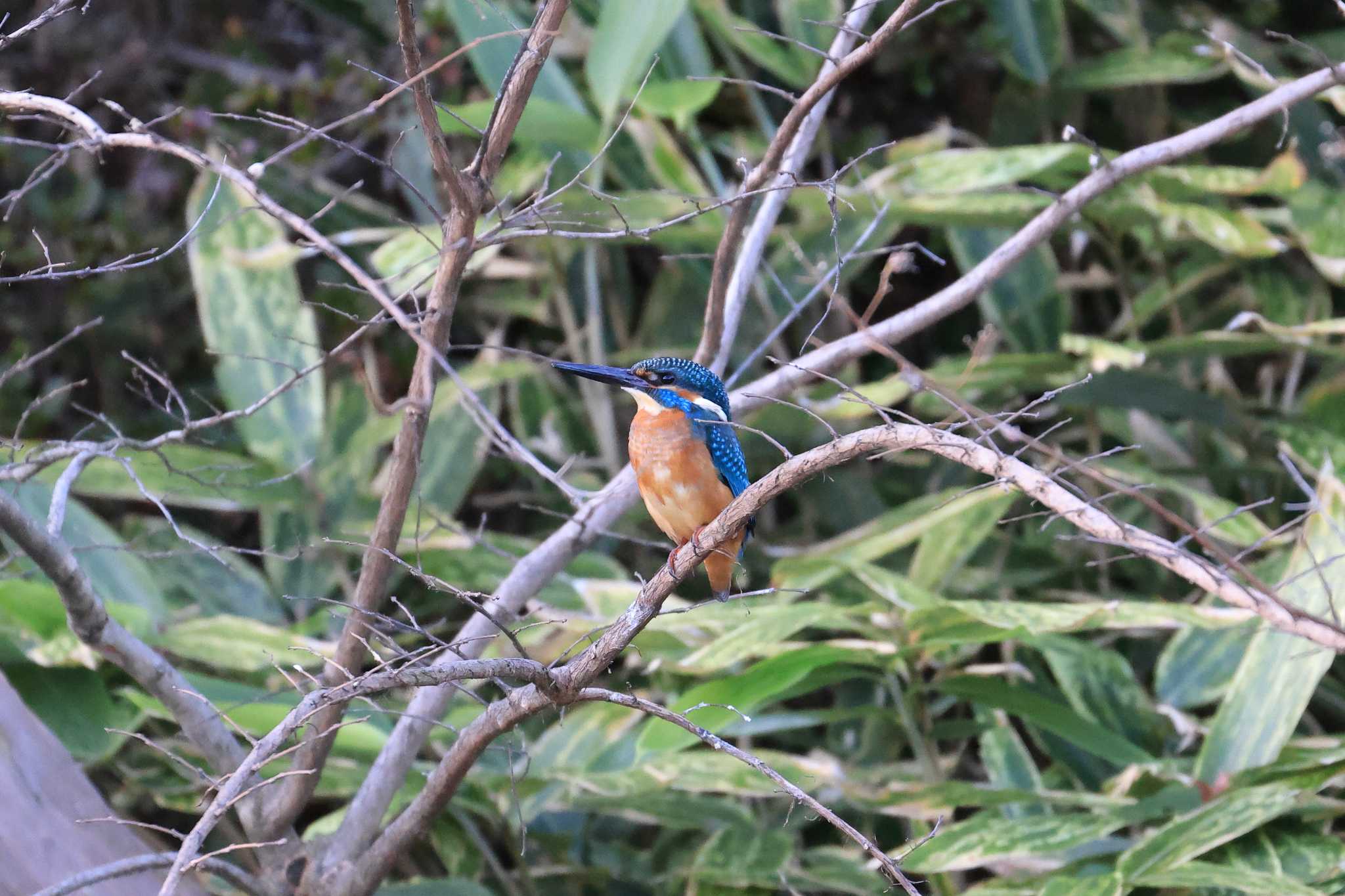 大阪城公園 カワセミの写真