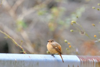 ジョウビタキ 香川県 2020年11月29日(日)