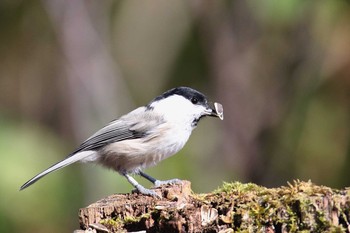 Willow Tit Shirakaba-touge Mon, 10/10/2016