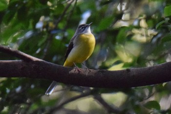 2020年11月29日(日) 伊豆諸島北部の野鳥観察記録