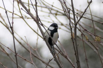 Japanese Tit 都立赤塚公園 Sun, 11/29/2020