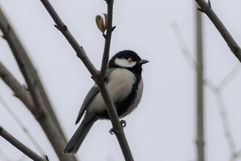 Japanese Tit 都立赤塚公園 Sun, 11/29/2020