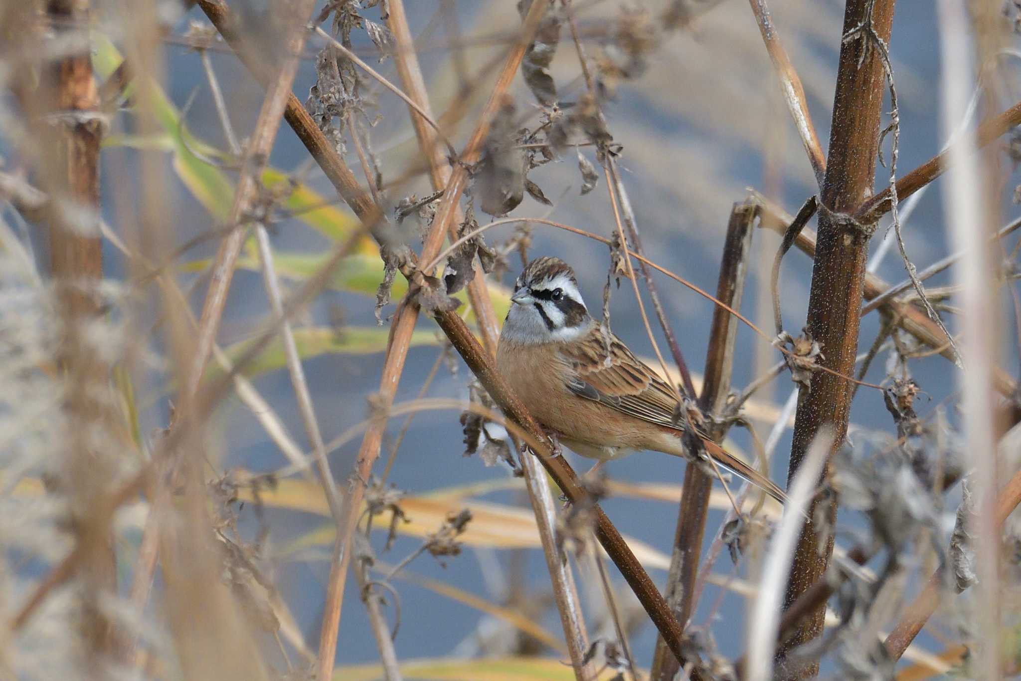 境川遊水地公園 ホオジロの写真 by Tosh@Bird