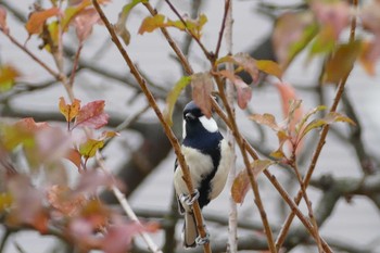 Japanese Tit 都立赤塚公園 Sun, 11/29/2020