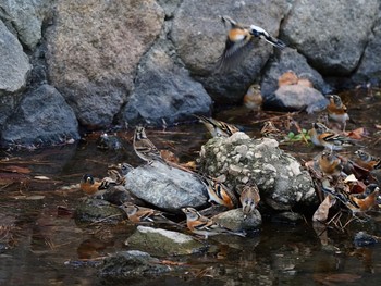 Brambling 夙川河川敷緑地(夙川公園) Sun, 11/29/2020