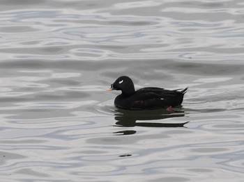 2020年11月29日(日) 千葉県新浦安の野鳥観察記録