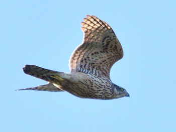 Eurasian Goshawk 旭公園 Sat, 11/28/2020