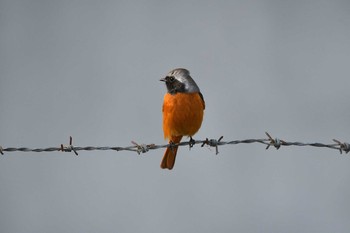 2020年10月31日(土) 京都市の野鳥観察記録