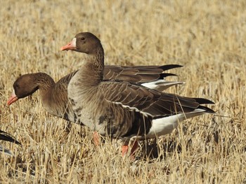 2020年11月28日(土) 伊豆沼、蕪栗沼の野鳥観察記録