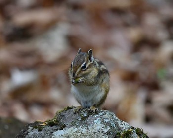 Unknown Species 伊香保森林公園 Sat, 5/28/2016